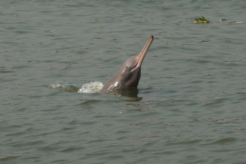 Gangetic-Dolphins